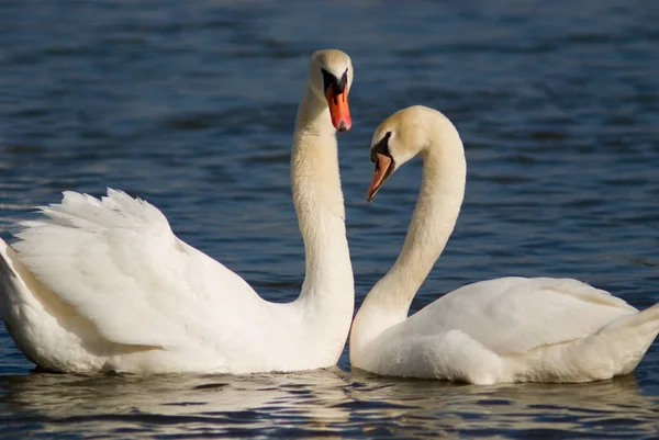 Vista Panorámica Los Cisnes Majestuosos Naturaleza — Foto de Stock