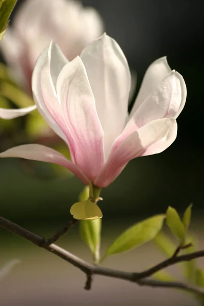 Jaro Květy Magnólie — Stock fotografie