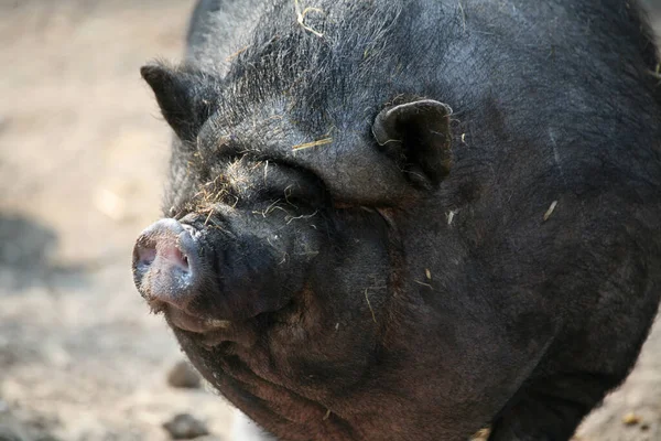 돼지를 가까이 — 스톡 사진