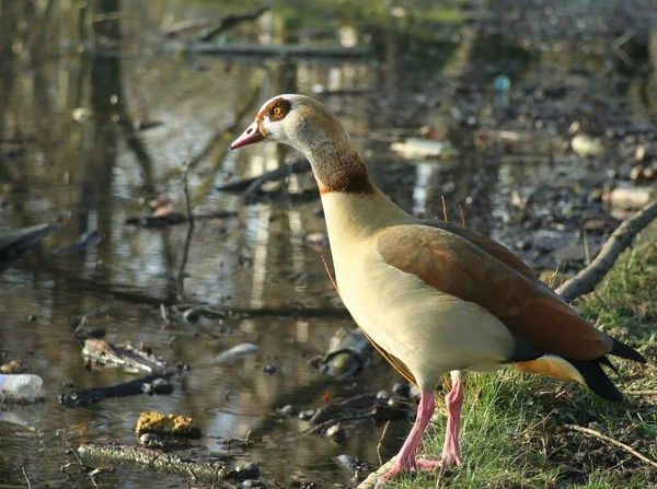 Stockente Auf Dem See — Stockfoto