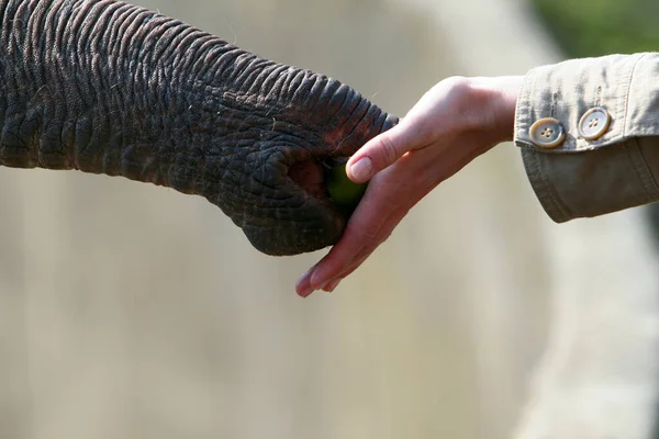 Mujer Mano Tocando Elefante Tronco —  Fotos de Stock