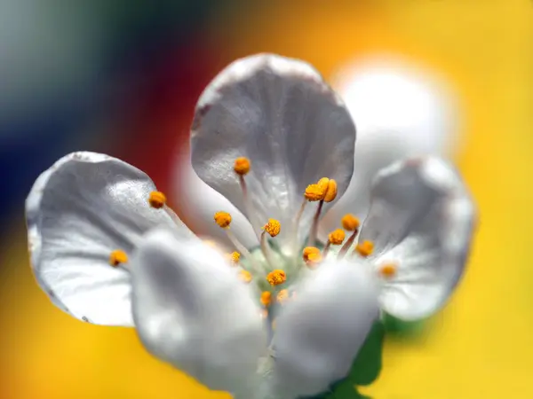 Ανθίζουν Ανοιξιάτικα Άνθη Κερασιάς — Φωτογραφία Αρχείου