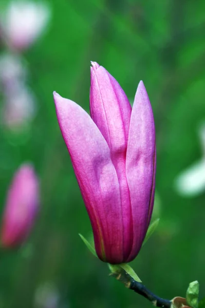 Рожеві Квіти Магнолії Саду — стокове фото