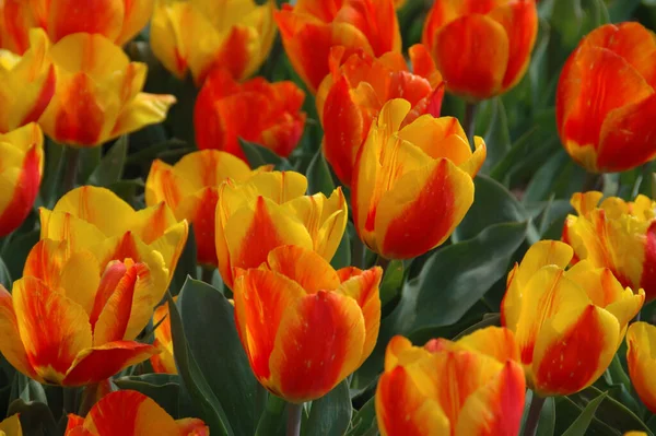 Vista Cênica Belas Flores Tulipa — Fotografia de Stock