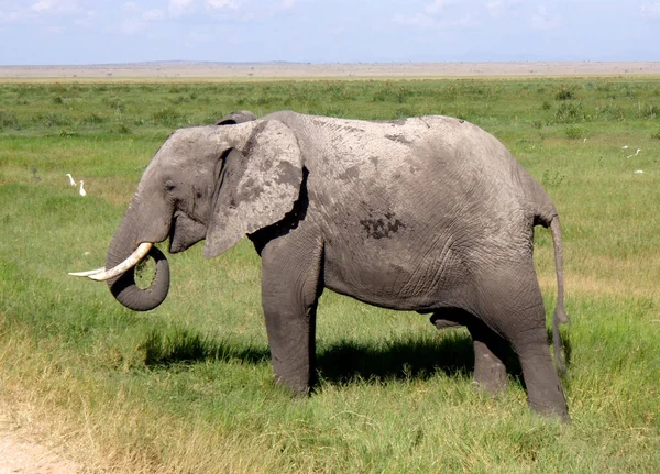 Elefante Savana Kenya — Fotografia de Stock