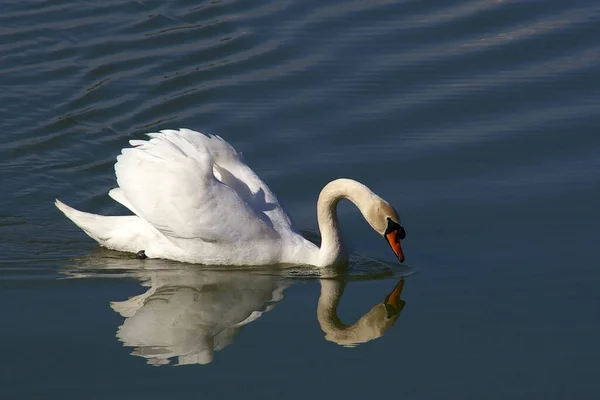 Vue Bel Oiseau Nature — Photo