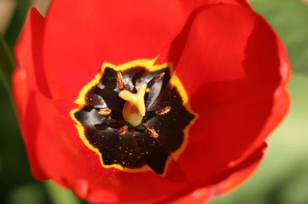 Vista Cênica Belas Flores Tulipa — Fotografia de Stock