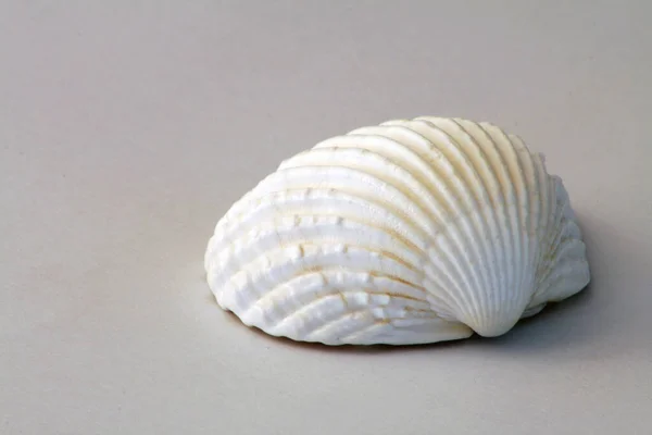 Coquille Mer Mollusque Aquatique — Photo