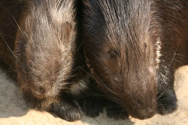 Porcospino Animale Fauna Selvatica Fauna Naturale — Foto Stock