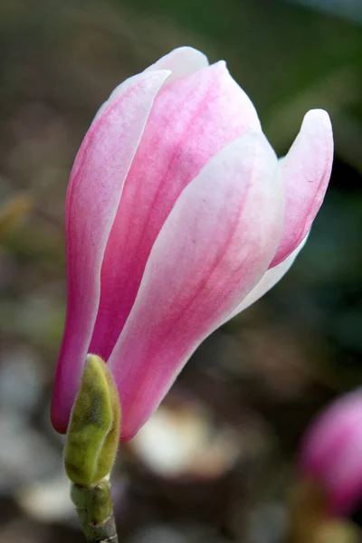 Пелюстки Квітки Магнолії Навесні — стокове фото