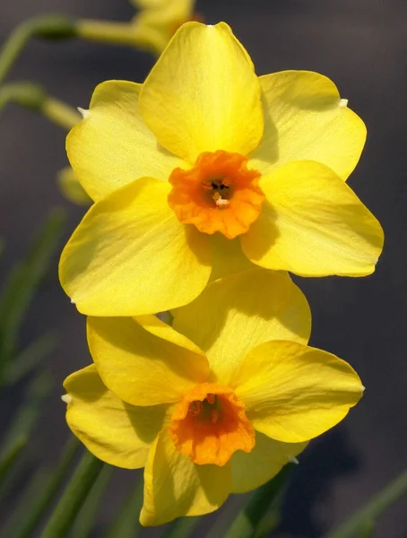 Narcisy Narcis Jarní Květ — Stock fotografie