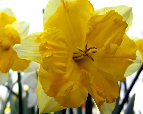 Vista Cênica Bela Flor Narciso — Fotografia de Stock