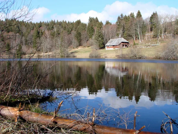 Scénický Pohled Flóru Divokém Lese — Stock fotografie