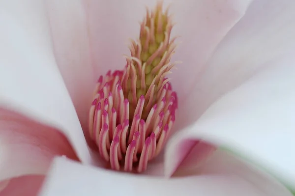 Beautiful Botanical Shot Natural Wallpaper — Stock Photo, Image