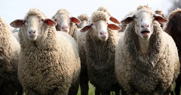 Domestic Livestock Farm Pasture — Stock Photo, Image