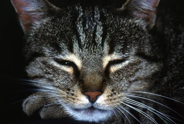 Retrato Lindo Gato — Foto de Stock