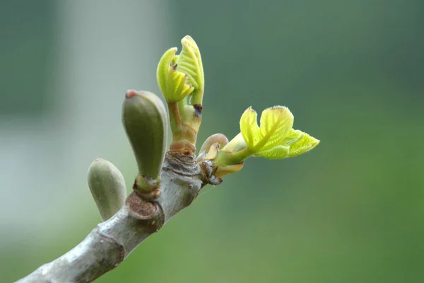 Ağaçtaki Bahar Çiçekleri — Stok fotoğraf