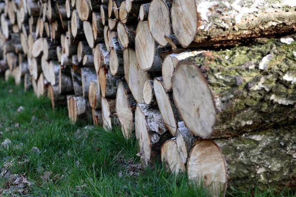 Dřevo Kmen Stromu — Stock fotografie