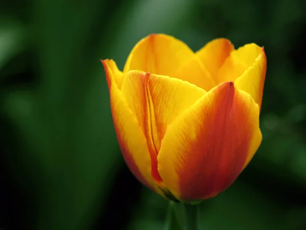 Fleurs Tulipes Pétales Flore Printanière — Photo