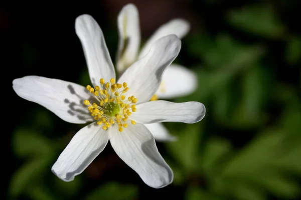 Eigenlijk Wilde Het Met Bloemen Laten Zijn Maar Heb Nog — Stockfoto