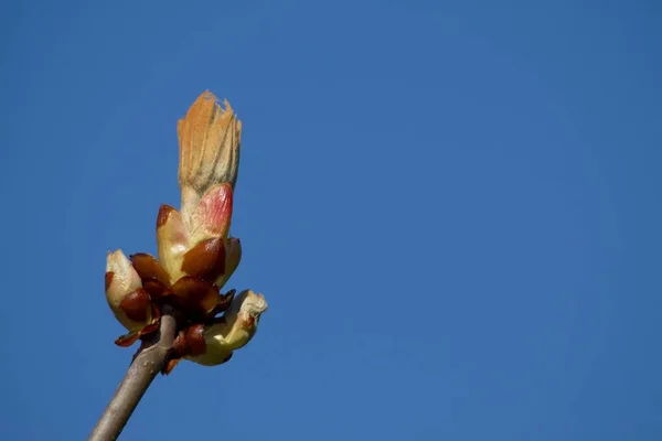关闭一棵盛开的梨树 — 图库照片