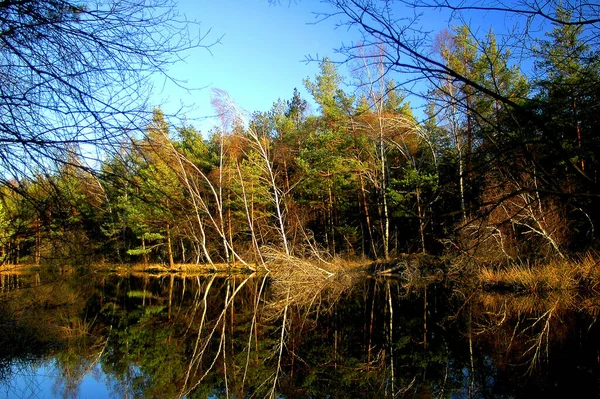 Paysage Automne Avec Arbres Lac — Photo