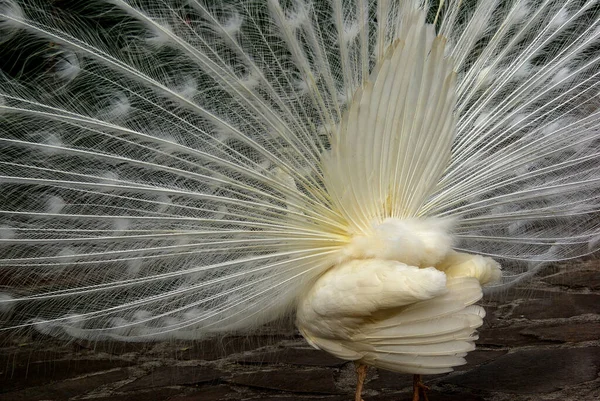 Plumes Paon Sur Fond Noir — Photo