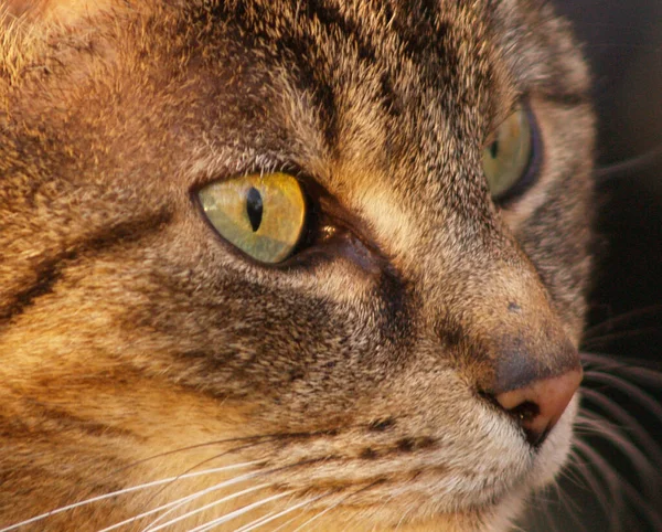 Close Cat — Stock Photo, Image