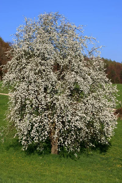 Blühender Baum Natürliche Flora — Stockfoto