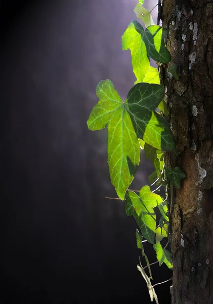 ツタの葉 登山植物 植物の葉 — ストック写真
