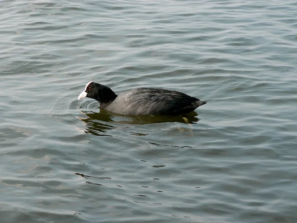 Scenic View Beautiful Bird Nature — Stock Photo, Image