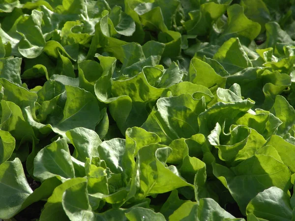 Folhas Alface Verde Folhas Salada — Fotografia de Stock