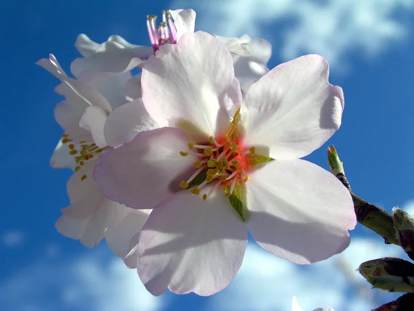 Цветы Миндаля Ветвях Деревьев Цветут Весенние Цветы — стоковое фото