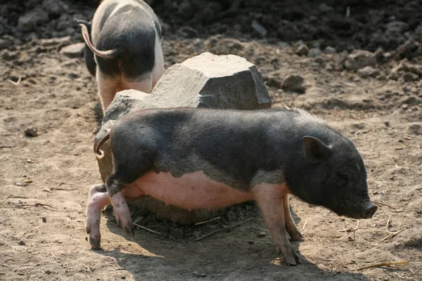 Cuidado Corporal Sobre Una Piedra —  Fotos de Stock