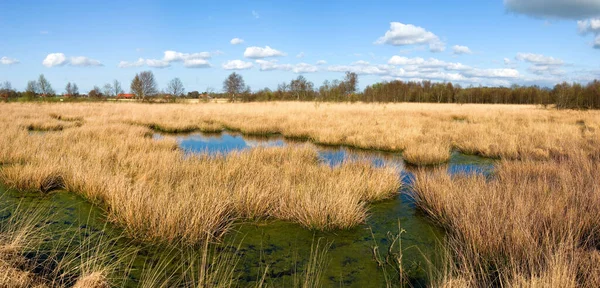 Skog Flora Växter Naturen — Stockfoto