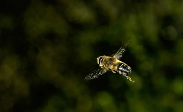 Nahaufnahme Von Insekten Der Natur — Stockfoto