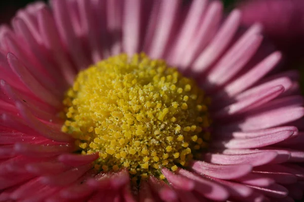 Gänseblümchen Schöne Blumen Bild — Stockfoto