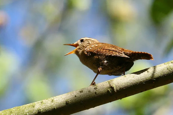 Observación Aves Lindo Pájaro Naturaleza Salvaje —  Fotos de Stock