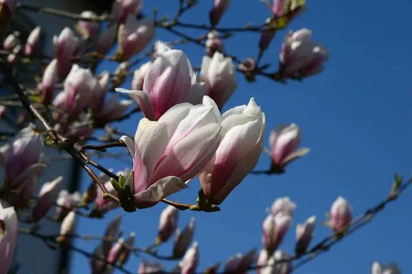 Spring Magnolia Blossom Flower Petals — стоковое фото