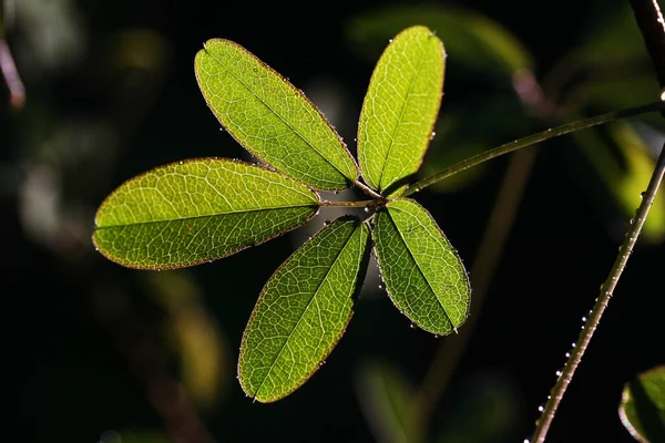 Akebienblatt Podsvícení — Stock fotografie