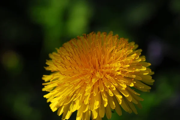 天然のタンポポの花の美しい景色 — ストック写真