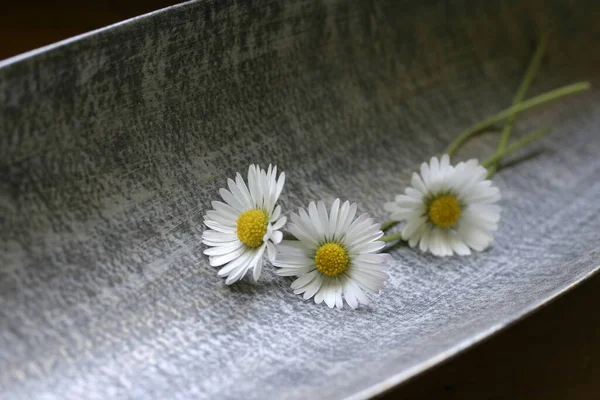 Gänseblümchen Einer Schüssel — Stockfoto