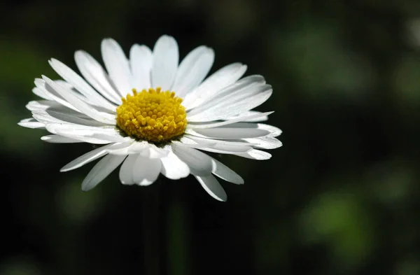 Літні Польові Квіти Флора — стокове фото