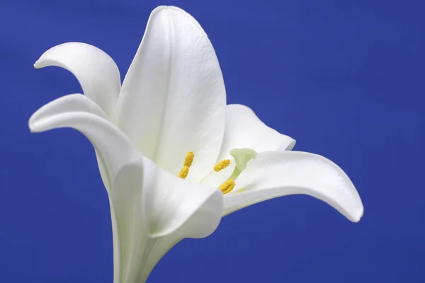 Witte Lelie Bloem Bloesem — Stockfoto