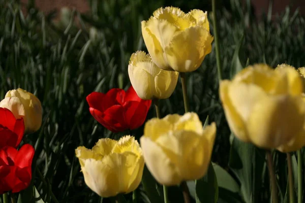 Scenic View Beautiful Tulip Flowers — Stock Photo, Image