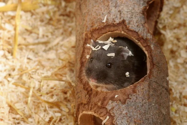 Hedgehog Nest — Stock Photo, Image