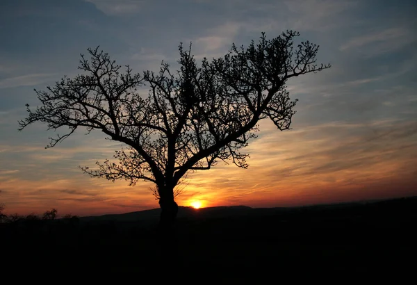 Tree Evening Sun — Stock Photo, Image