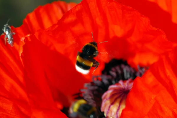 Vista Close Belo Inseto Bumblebee — Fotografia de Stock