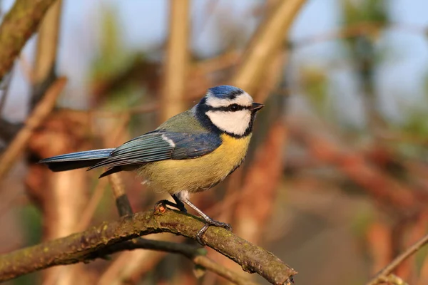 Leider Kein Schöner Hintergrund Aber Die Kleine Hat Mir Trotzdem — Stockfoto