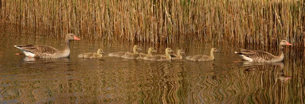 Entenküken Teich — Stockfoto